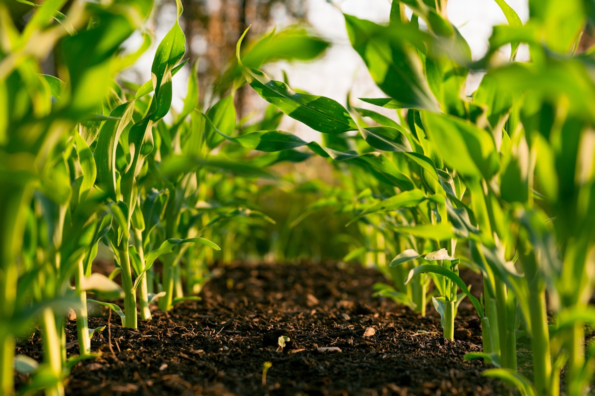 Farm Labor Shortages and Ag-Tech Staffing Needs